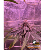 🪴 Fishy Zoap© | Semillas Feminizadas de Cannabis | Seedstockers.es 🐿️