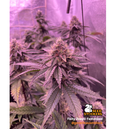 🪴 Fishy Zoap© | Semillas Feminizadas de Cannabis | Seedstockers.es 🐿️