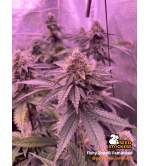 🪴 Fishy Zoap© | Semillas Feminizadas de Cannabis | Seedstockers.es 🐿️