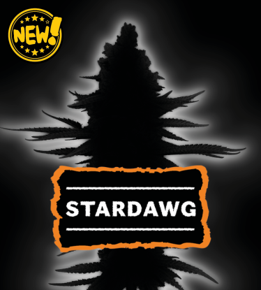 🌱 Stardawg feminizada | Semillas de Marihuana | Seedstockers 🐿️