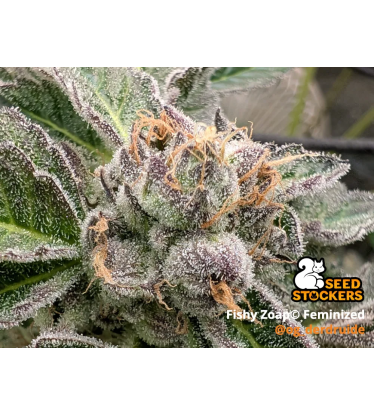 🪴 Fishy Zoap© | Semillas Feminizadas de Cannabis | Seedstockers.es 🐿️