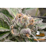 🪴 Fishy Zoap© | Semillas Feminizadas de Cannabis | Seedstockers.es 🐿️