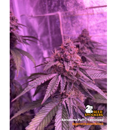 🪴 Barcelona Puff© | Semillas de Cannabis Feminizadas | Seedstockers.es 🐿️