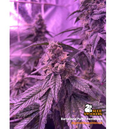 🪴 Barcelona Puff© | Semillas de Cannabis Feminizadas | Seedstockers.es 🐿️