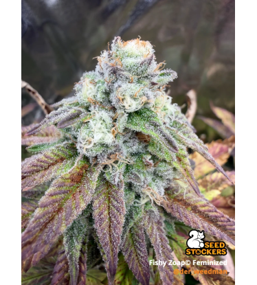 🪴 Fishy Zoap© | Semillas Feminizadas de Cannabis | Seedstockers.es 🐿️