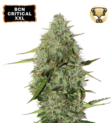 🪴 BCN Critical XXL© | Semillas de marihuana autoflorecientes | Compra en Seedstockers.es 🐿️