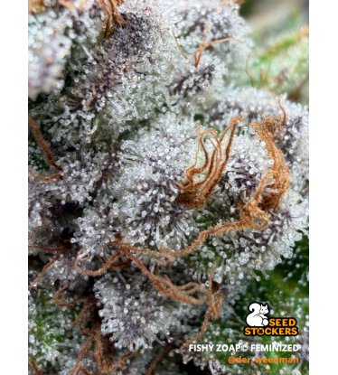 🪴 Fishy Zoap© | Semillas Feminizadas de Cannabis | Seedstockers.es 🐿️