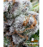 🪴 Fishy Zoap© | Semillas Feminizadas de Cannabis | Seedstockers.es 🐿️