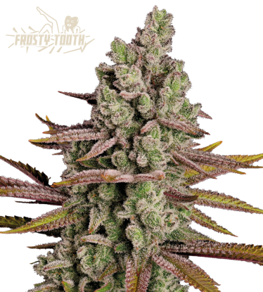 🪴 Frosty Tooth© | Semillas de marihuana feminizadas | Compra en Seedstockers.es 🐿️