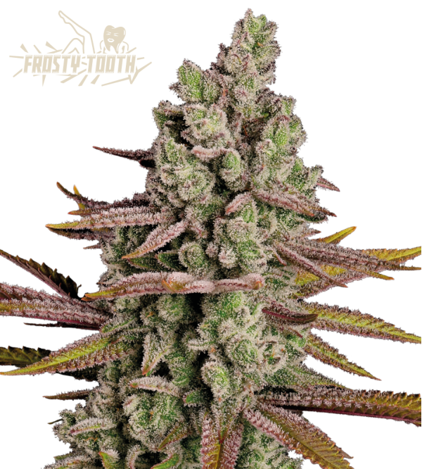 🪴 Frosty Tooth© | Semillas de marihuana feminizadas | Compra en Seedstockers.es 🐿️