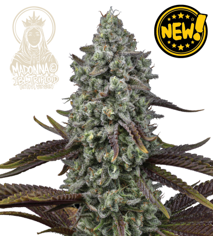 🪴 Madonna Triploide | Semillas de Marihuana | Seedstockers.es 🐿️