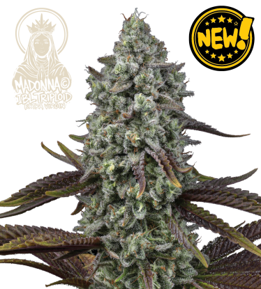 🪴 Madonna Triploide | Semillas de Marihuana | Seedstockers.es 🐿️