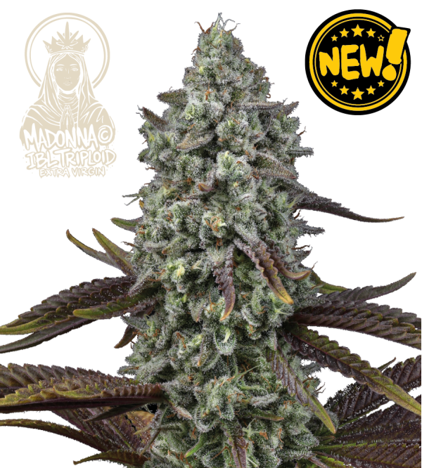 🪴 Madonna Triploide | Semillas de Marihuana | Seedstockers.es 🐿️