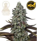 🪴 Madonna Triploide | Semillas de Marihuana | Seedstockers.es 🐿️