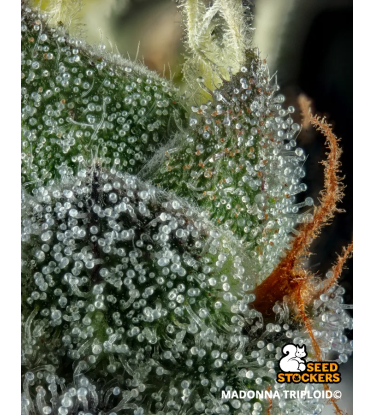🪴 Madonna Triploide | Semillas de Marihuana | Seedstockers.es 🐿️