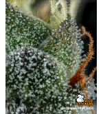🪴 Madonna Triploide | Semillas de Marihuana | Seedstockers.es 🐿️