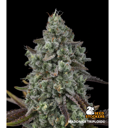 🪴 Madonna Triploide | Semillas de Marihuana | Seedstockers.es 🐿️