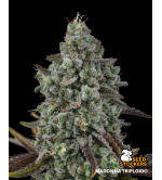 🪴 Madonna Triploide | Semillas de Marihuana | Seedstockers.es 🐿️