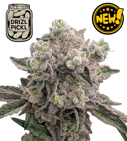 🪴 Drizl Pickl© | Semillas de marihuana feminizadas | Seedstockers.es 🐿️