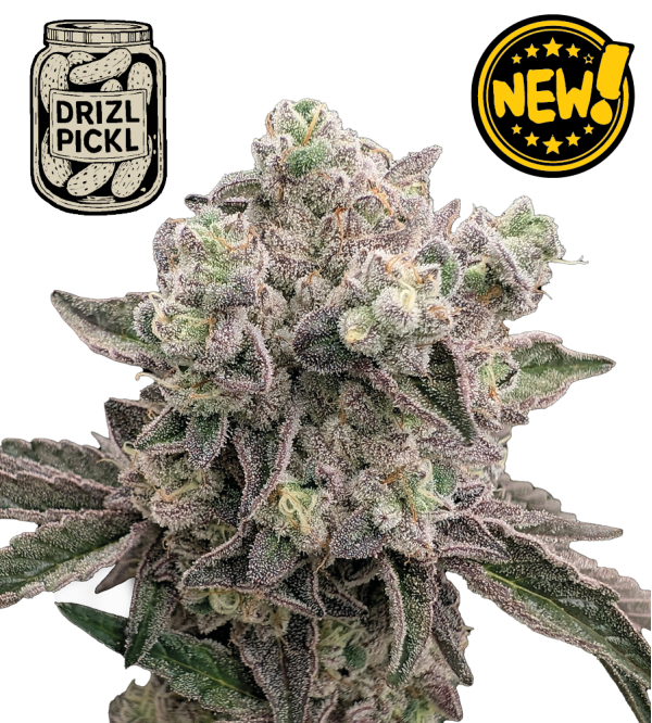 🪴 Drizl Pickl© | Semillas de marihuana feminizadas | Seedstockers.es 🐿️