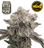 🪴 Drizl Pickl© | Semillas de marihuana feminizadas | Seedstockers.es 🐿️