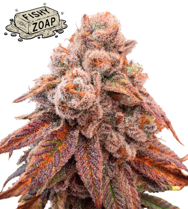 🪴 Fishy Zoap© | Semillas Feminizadas de Cannabis | Seedstockers.es 🐿️