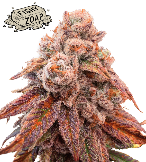 🪴 Fishy Zoap© | Semillas Feminizadas de Cannabis | Seedstockers.es 🐿️
