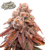 🪴 Fishy Zoap© | Semillas Feminizadas de Cannabis | Seedstockers.es 🐿️