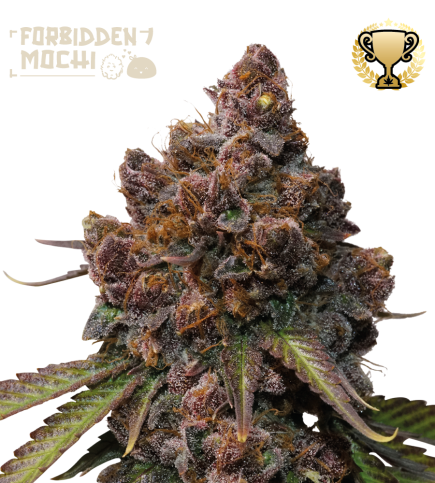 🪴 Forbidden Mochi© | Semillas de marihuana feminizadas | Compra en Seedstockers.es 🐿️