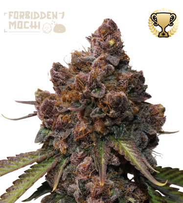 🪴 Forbidden Mochi© | Semillas de marihuana feminizadas | Compra en Seedstockers.es 🐿️
