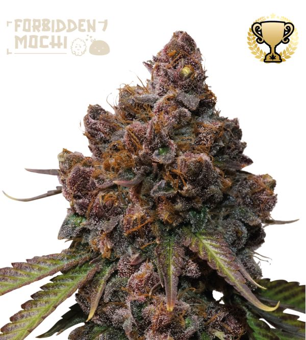🪴 Forbidden Mochi© | Semillas de marihuana feminizadas | Compra en Seedstockers.es 🐿️