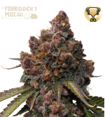 🪴 Forbidden Mochi© | Semillas de marihuana feminizadas | Compra en Seedstockers.es 🐿️