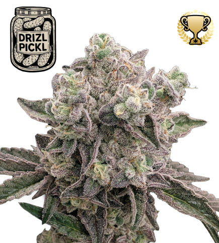 🪴 Drizl Pickl© | Semillas de marihuana feminizadas | Seedstockers.es 🐿️