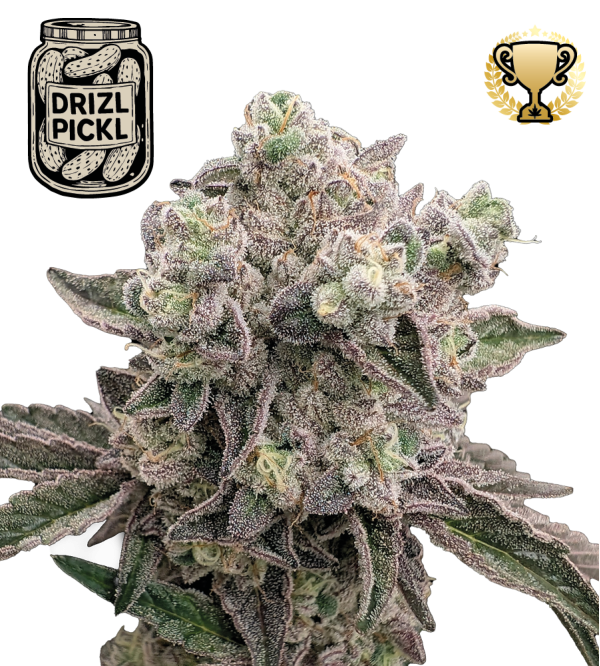 🪴 Drizl Pickl© | Semillas de marihuana feminizadas | Seedstockers.es 🐿️