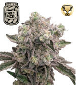 🪴 Drizl Pickl© | Semillas de marihuana feminizadas | Seedstockers.es 🐿️