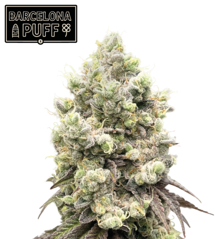 🪴 Barcelona Puff© | Semillas de Cannabis Feminizadas | Seedstockers.es 🐿️