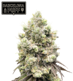 🪴 Barcelona Puff© | Semillas de Cannabis Feminizadas | Seedstockers.es 🐿️