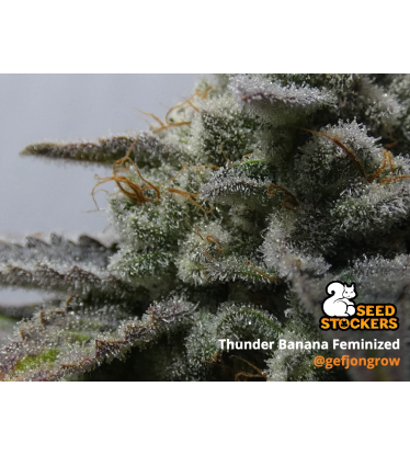 🪴 Thunder Banana© | Semillas de marihuana feminizadas | Compra en Seedstockers.es 🐿️