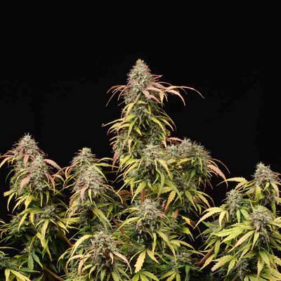 ak420-plantas