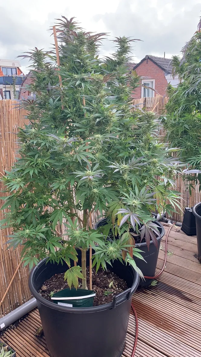 planta hembra de AK420 en floración sobre una azotea