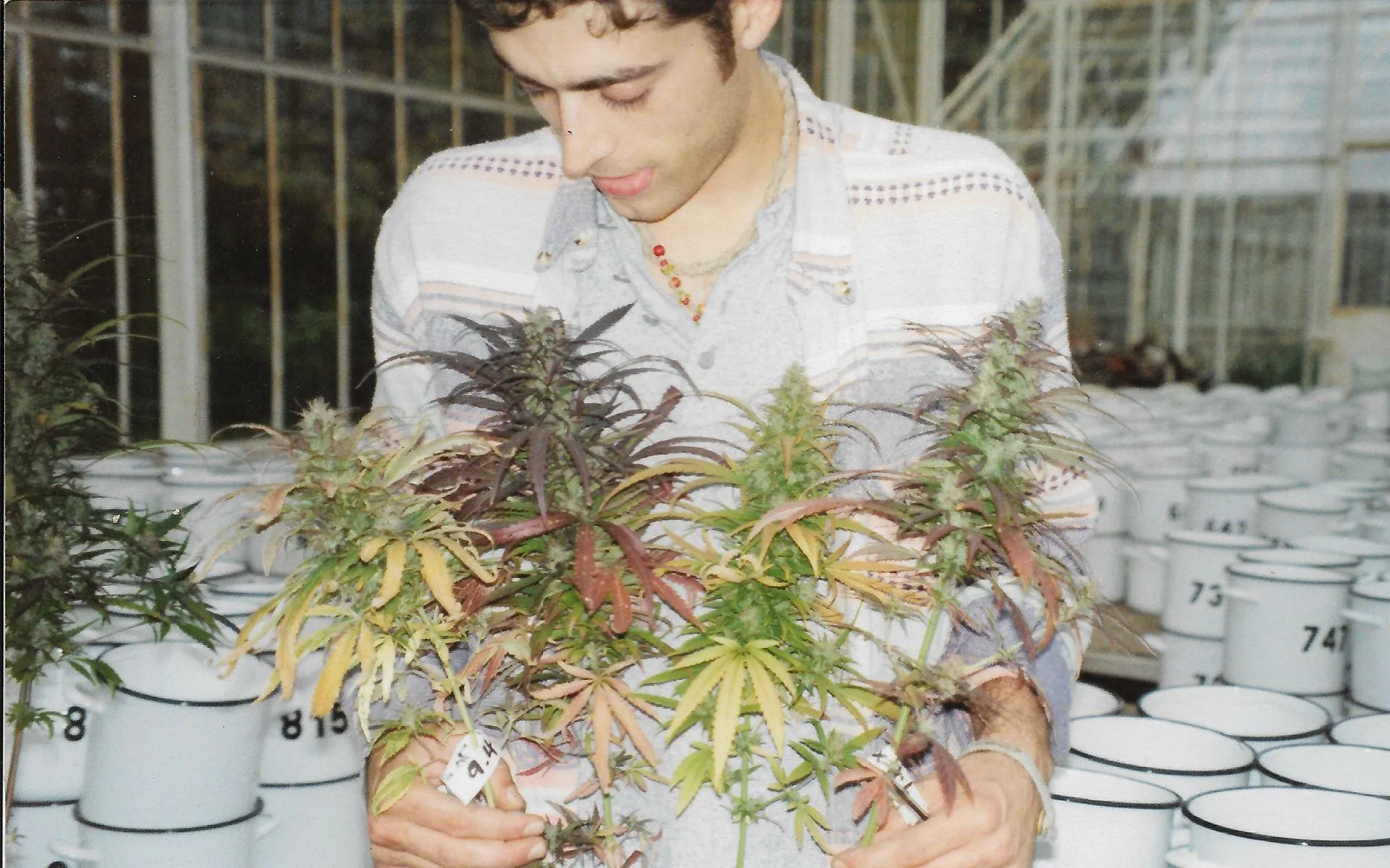 Sasha The Joint Doctor sosteniendo distintas plantas de cannabis autofloreciente de primera generación, estilo lowryder