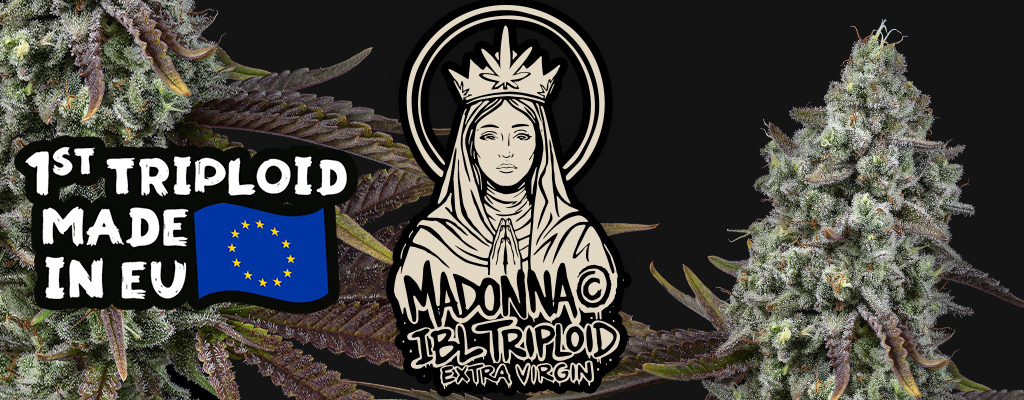 Maddona tripoid seeds