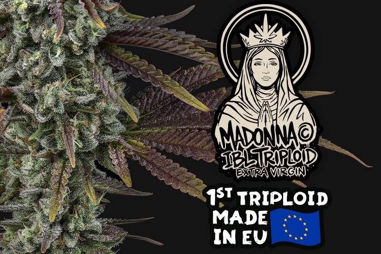 Maddona tripoid seeds