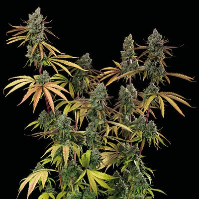 planta-sagrada-amnesia-fem