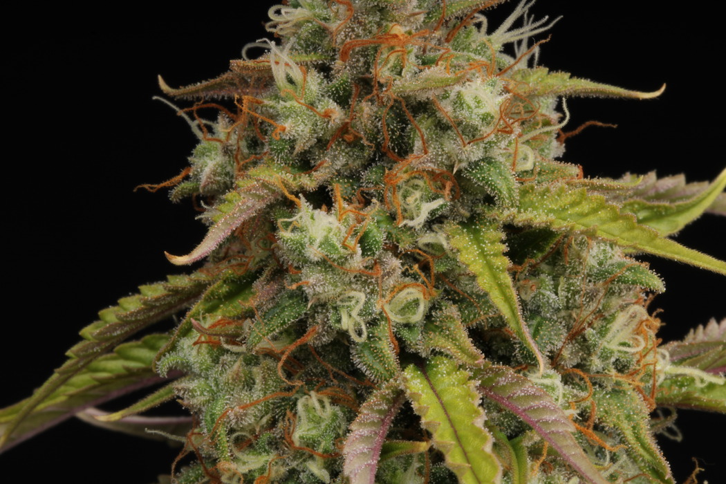 candy-dawg-auto-flor